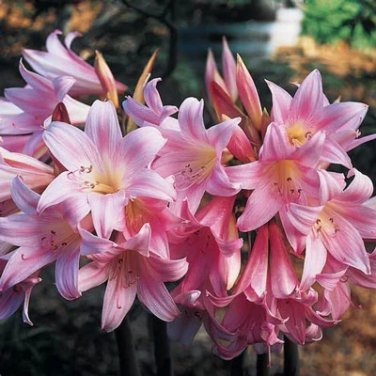 Amaryllis belladonna SEEDS