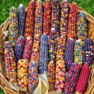 Gem Sweet Corn Seeds