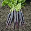 Black Nebula Carrot Seeds