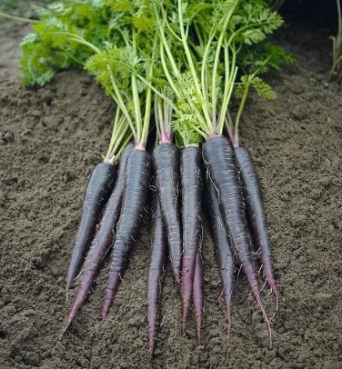 Black Nebula Carrot Seeds