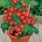 Indoor Red Dwarf Tomato 'Bajaja' Seeds