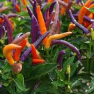 Pepper spicy Garda fireworks fresh seeds