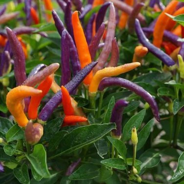 Pepper spicy Garda fireworks fresh seeds