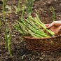 Asparagus Seeds