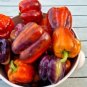 Heirloom Sweet Bell Pepper Seeds Lilac