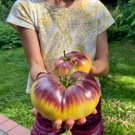 Tomato Sart Roloise Seeds