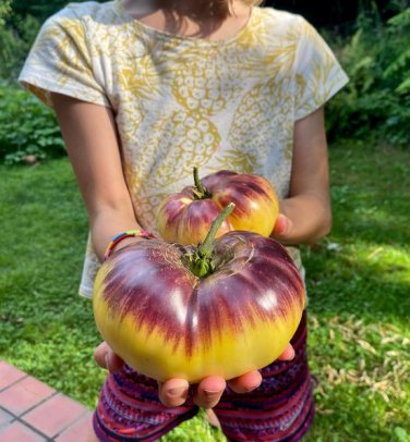 Tomato Sart Roloise Seeds