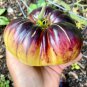 Tomato Sart Roloise Seeds