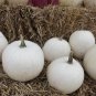 Pumpkin Cotton Candy Seeds