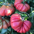 Tomato 'Pink Accordion Seeds