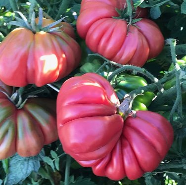 Tomato 'Pink Accordion Seeds