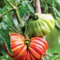 Tomato 'Pink Accordion Seeds