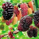 Egrow 50Pcs/Pack Jackfruit Strawberry Seeds