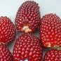 Egrow 50Pcs/Pack Jackfruit Strawberry Seeds