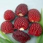 Egrow 50Pcs/Pack Jackfruit Strawberry Seeds