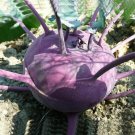 Purple Moon seeds