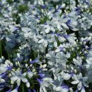 Agapanthus ‘Twister’ African Lily