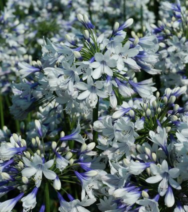 Agapanthus &acirc;��Twister&acirc;�� African Lily