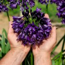 Agapanthus africanus 'Black Jack