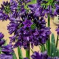 Agapanthus africanus 'Black Jack