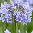 Agapanthus africanus 'Glenavon'