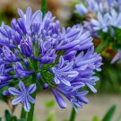 Agapanthus africanus 'Midnight Star