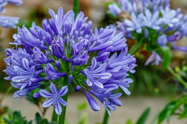 Agapanthus africanus 'Midnight Star