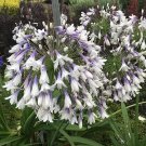 Agapanthus africanus 'Fireworks