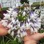 Agapanthus africanus 'Fireworks