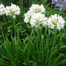 Agapanthus africanus 'Albus