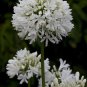 Agapanthus africanus 'Albus
