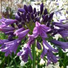 Agapanthus africanus 'Poppin Purple