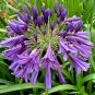 Agapanthus africanus 'Poppin Purple