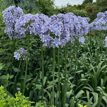Agapanthus africanus &acirc;��Blue&acirc;��