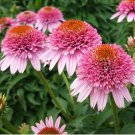 Echinacea Butterfly Kisses (Coneflower) seeds