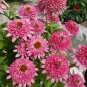 Echinacea Butterfly Kisses (Coneflower) seeds