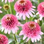 Echinacea Butterfly Kisses (Coneflower) seeds