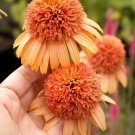 Echinacea 'Supreme Cantaloupe' (Coneflower) seeds