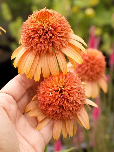 Echinacea 'Supreme Cantaloupe' (Coneflower) seeds
