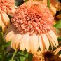 Echinacea 'Supreme Cantaloupe' (Coneflower) seeds