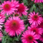 Echinacea 'Delicious Candy' (Coneflower) seeds