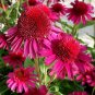 Echinacea 'Delicious Candy' (Coneflower) seeds