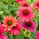 Echinacea Sombrero Tres Amigos (Coneflower) seeds