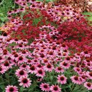 Echinacea 'Amazing Dream' (Coneflower) seeds