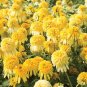 Echinacea purpurea Lemon Drop (Coneflower) seeds