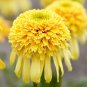 Echinacea purpurea Lemon Drop (Coneflower) seeds