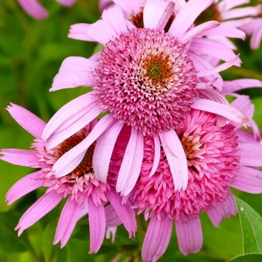 Echinacea 'Secret Romance' (Coneflower) seeds