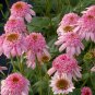 Echinacea 'Secret Romance' (Coneflower) seeds