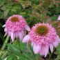 Echinacea 'Secret Romance' (Coneflower) seeds