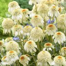 Echinacea purpurea 'Milkshake' (Coneflower) seeds